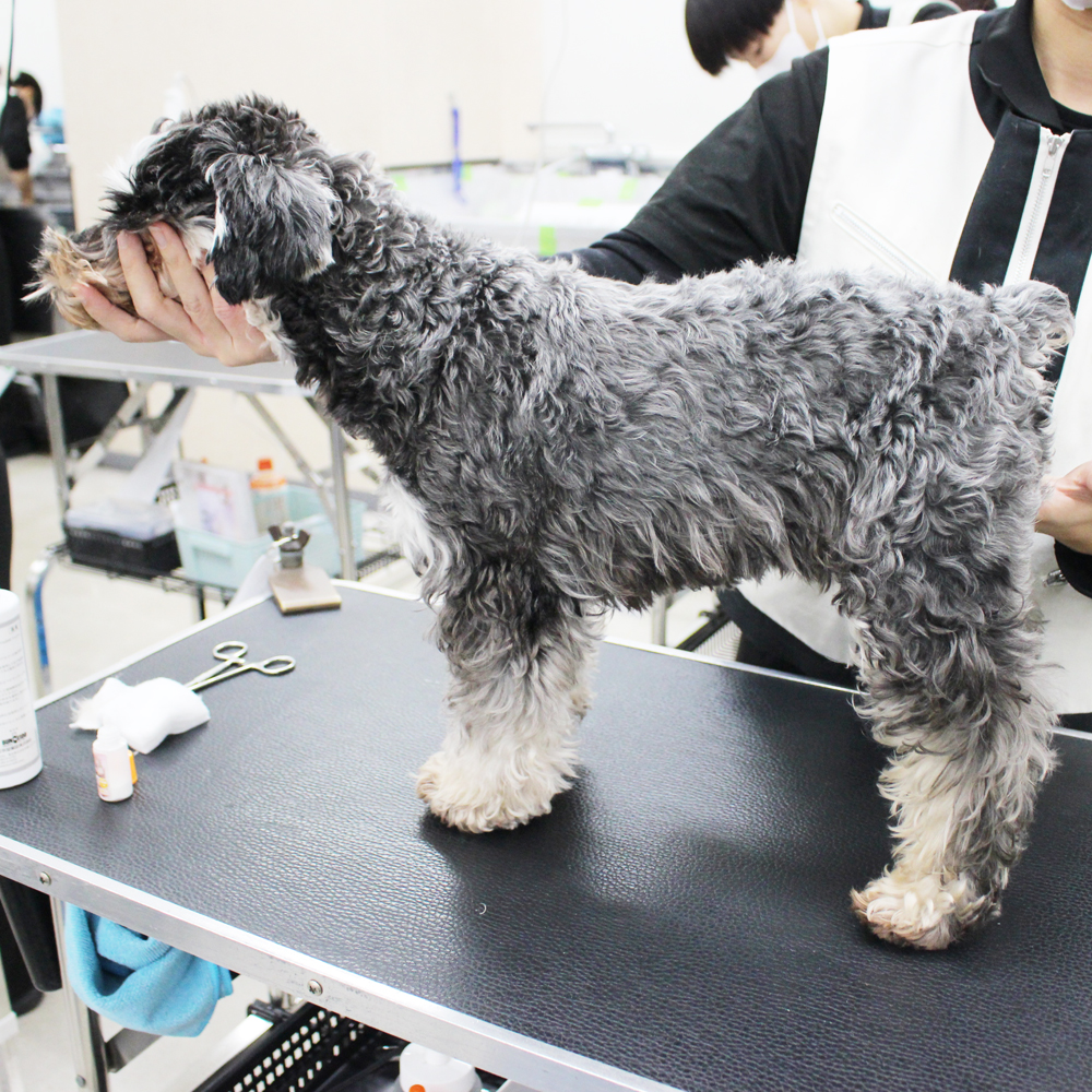 卒業犬ホップちゃん、里帰りトリミング☆